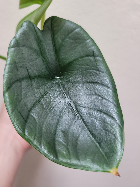 Alocasia reginae