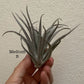 Medium Air Plant