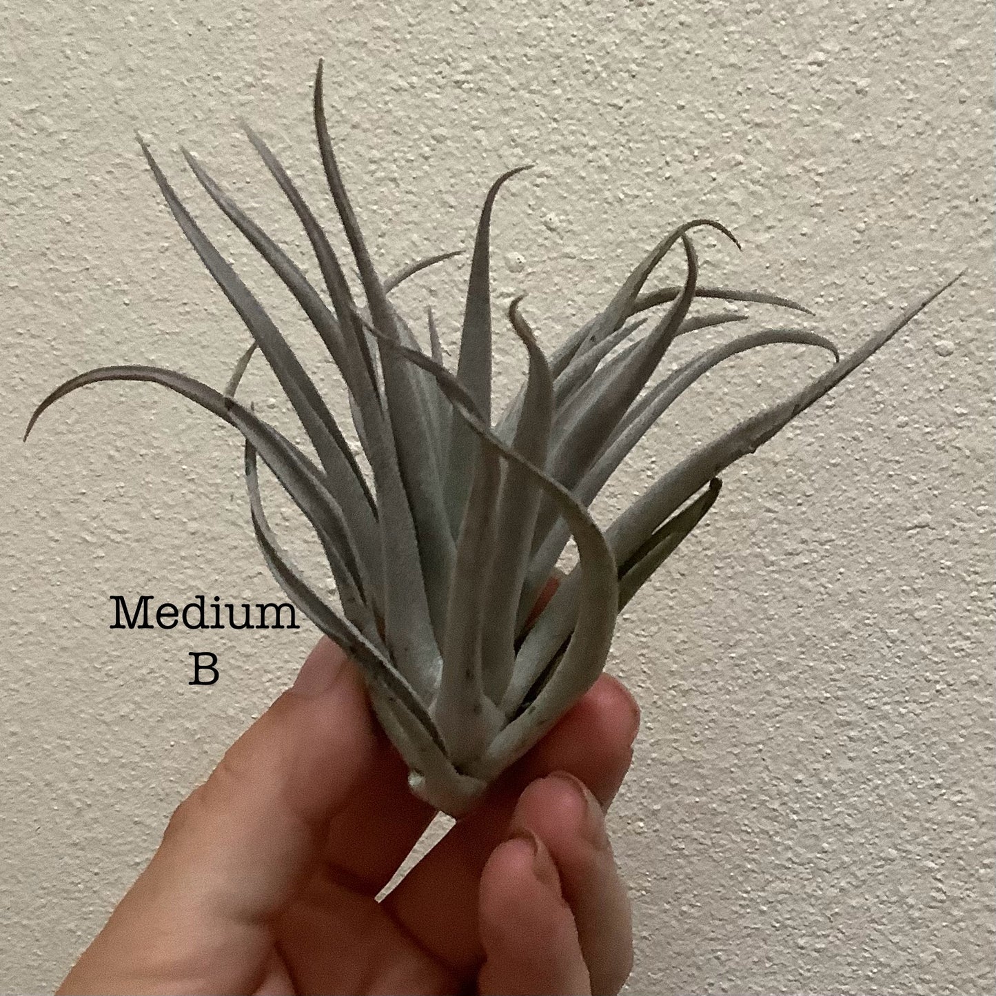 Medium Air Plant