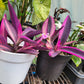 Tradescantia Pallida ‘Pink Stripe’