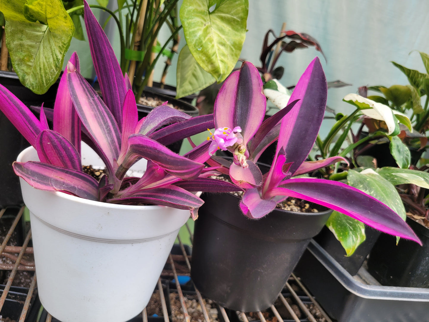 Tradescantia Pallida ‘Pink Stripe’