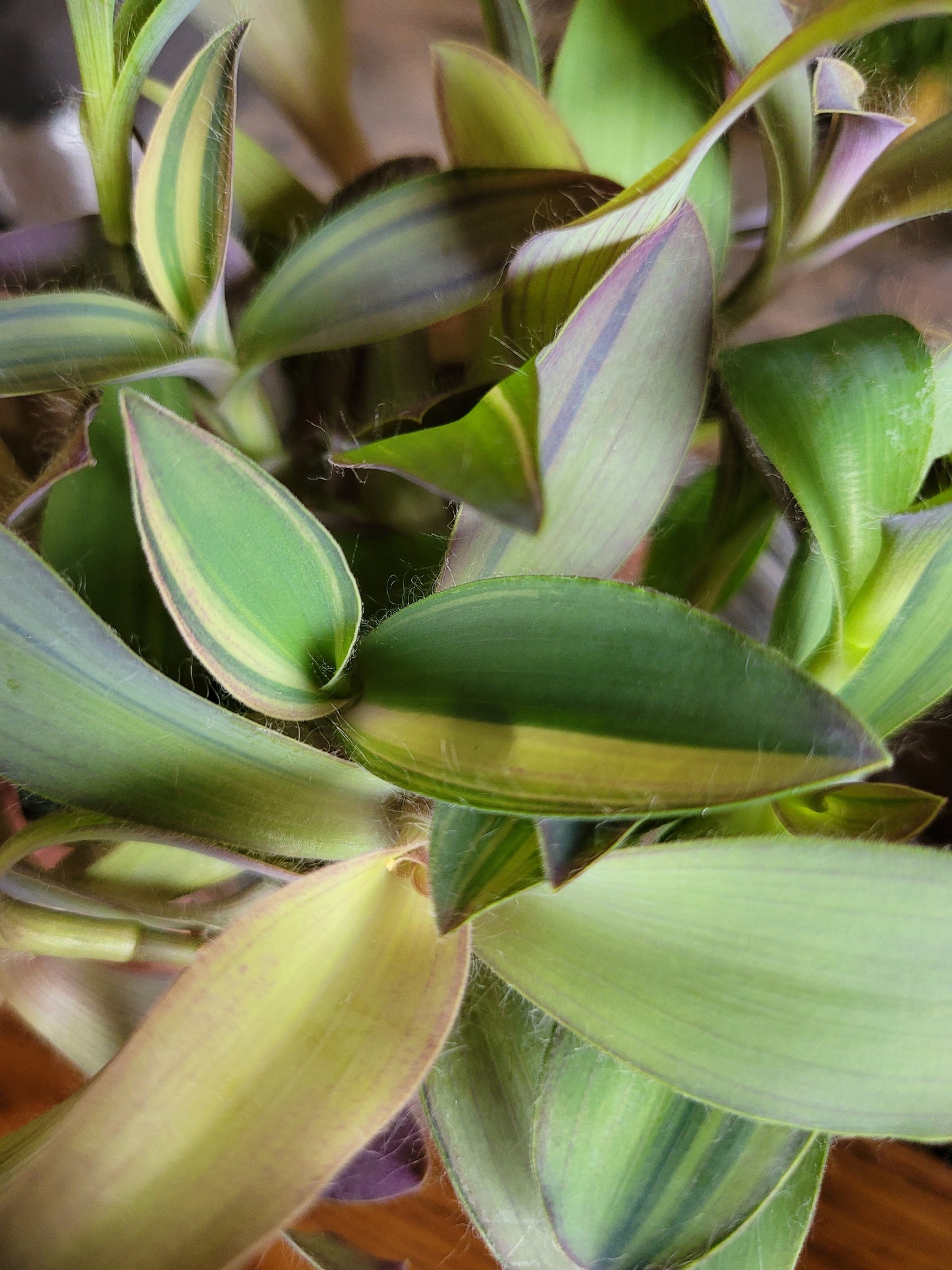 Tradescantia pallida ‘Marley’
