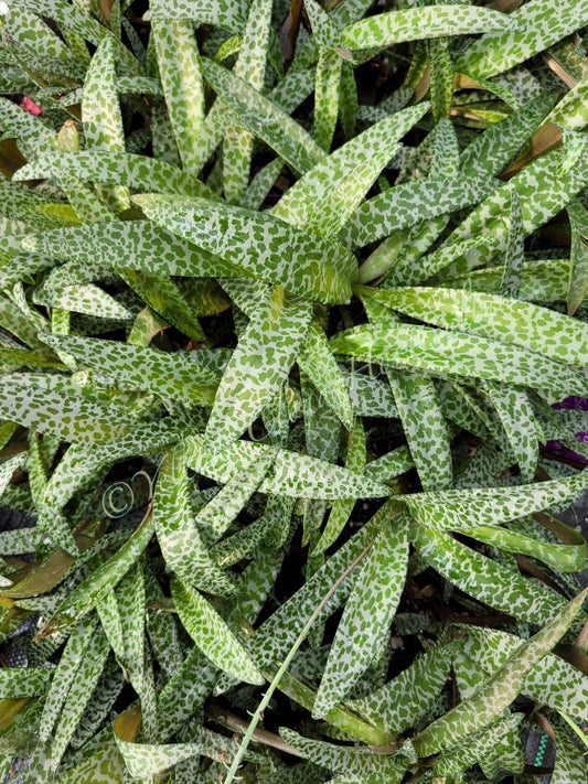 Ledebouria Socialis ‘Violacea’ (“Silver Squill/Leopard Lily”)