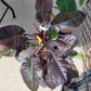 Philodendron ‘Black Cardinal’