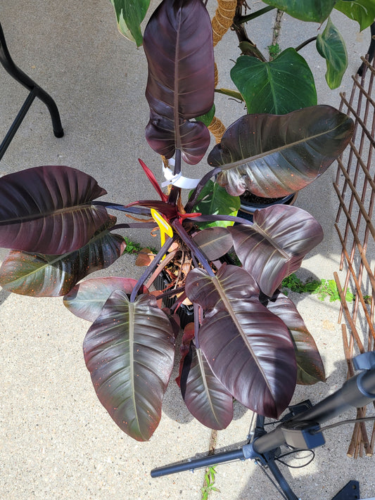 Philodendron ‘Black Cardinal’