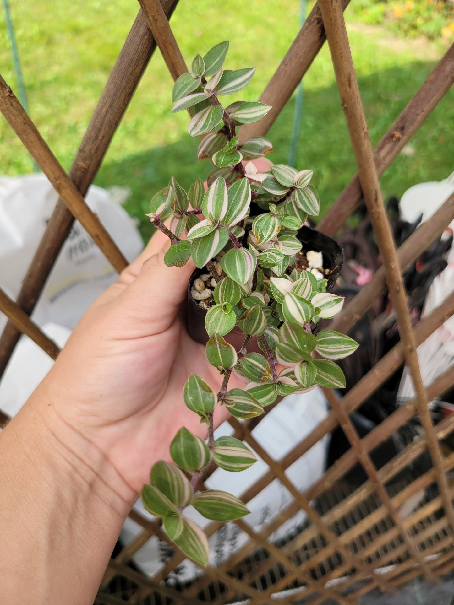 Callisia Repens ‘Bianca’