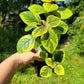 Plectranthus ‘Guacamole’ (Swedish Ivy)