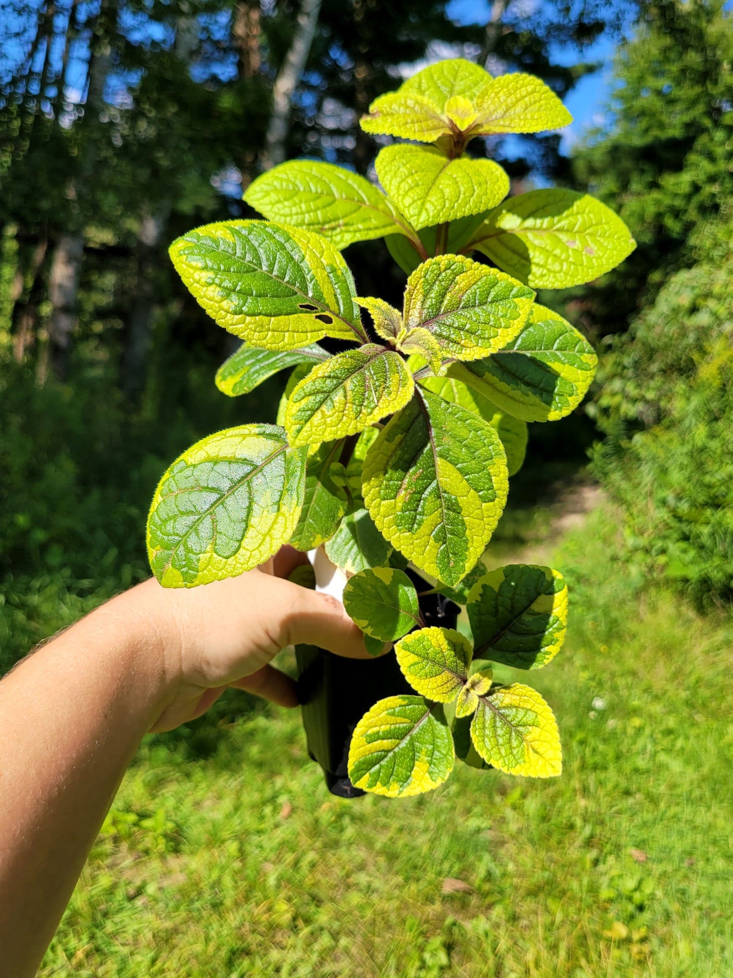 Plectranthus ‘Guacamole’ (Swedish Ivy)