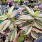 Tradescantia Zebrina Discolor-Multicolor