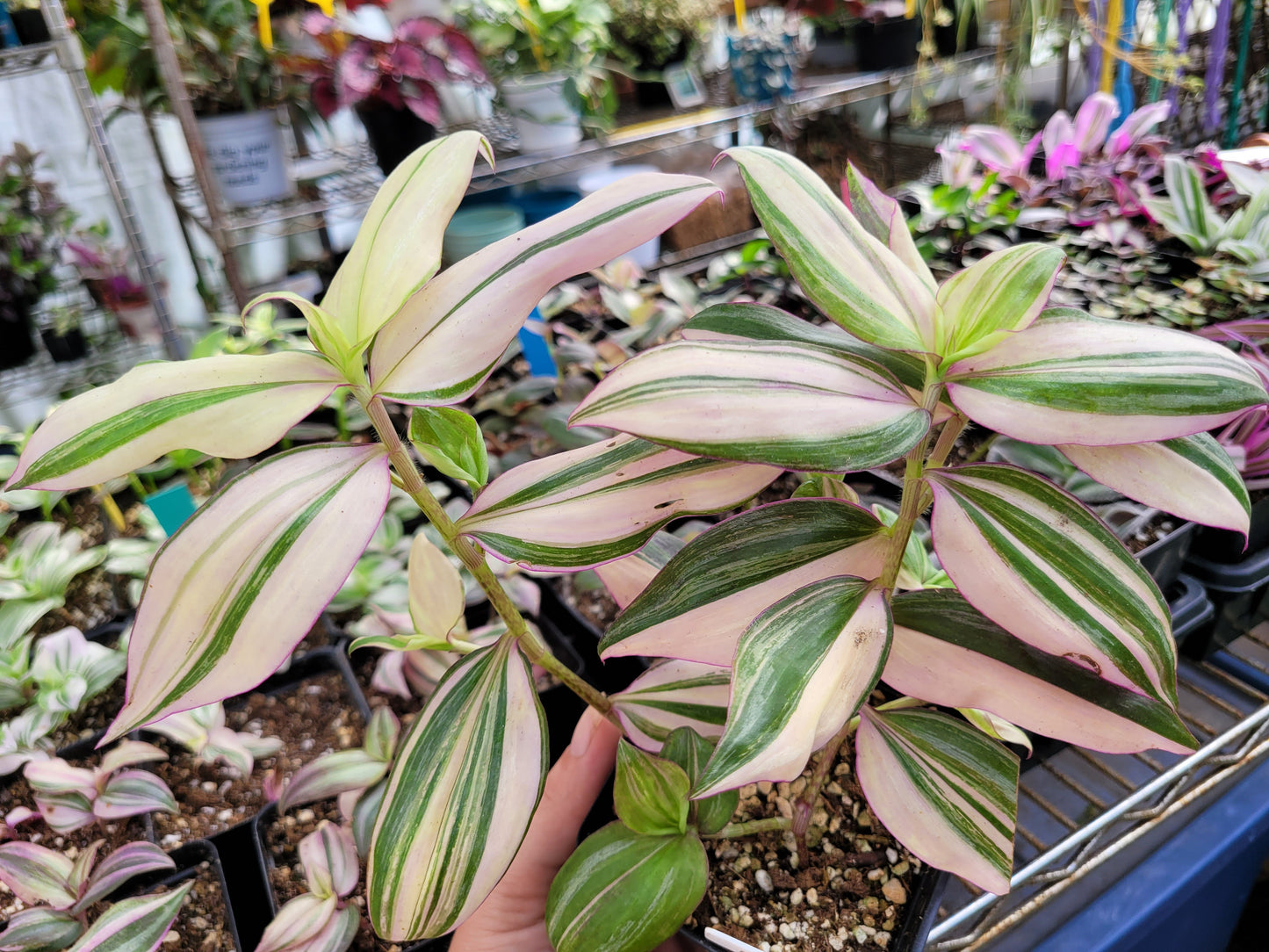 Tradescantia Zebrina Discolor-Multicolor