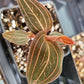 Jewel Orchid ‘Ludisia Discolor’