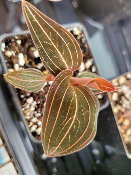 Jewel Orchid ‘Ludisia Discolor’