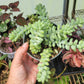 Sedum morganianum (Burro’s Tail)