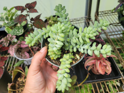 Sedum morganianum (Burro’s Tail)