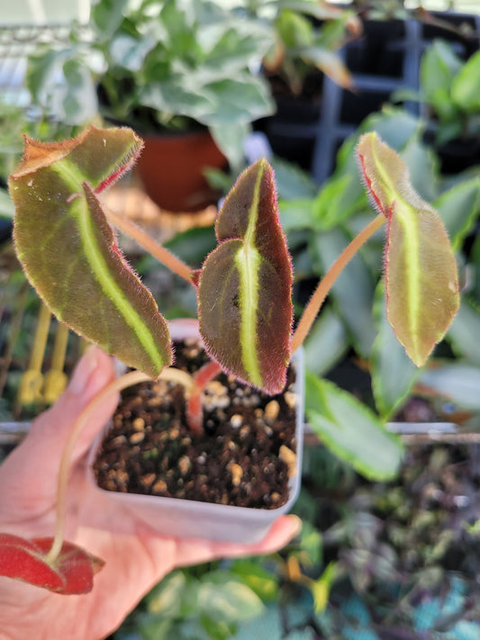 Begonia ‘Listada’