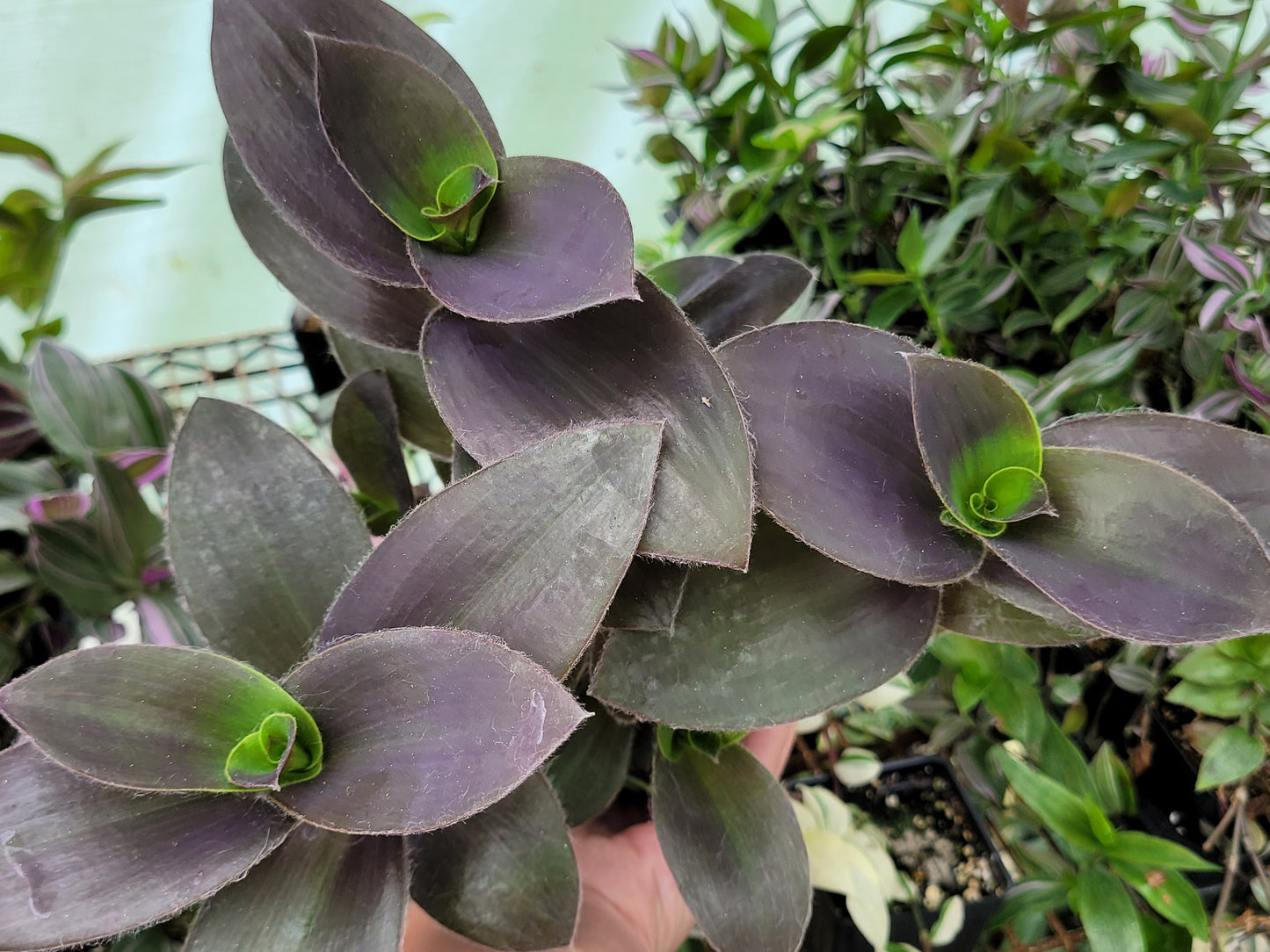 Tradescantia ‘Pale Puma’