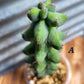 Myrtillocactus geometrizans ‘Fukurokuryuzinboku’ (Boobie Cactus)