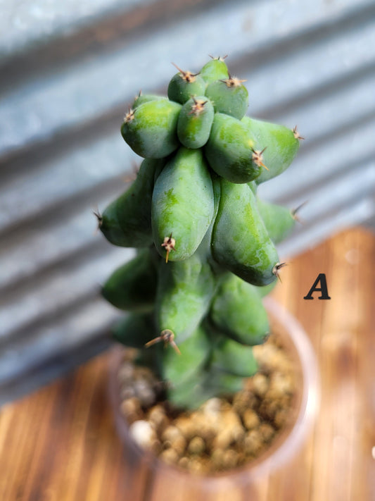 Myrtillocactus geometrizans ‘Fukurokuryuzinboku’ (Boobie Cactus)