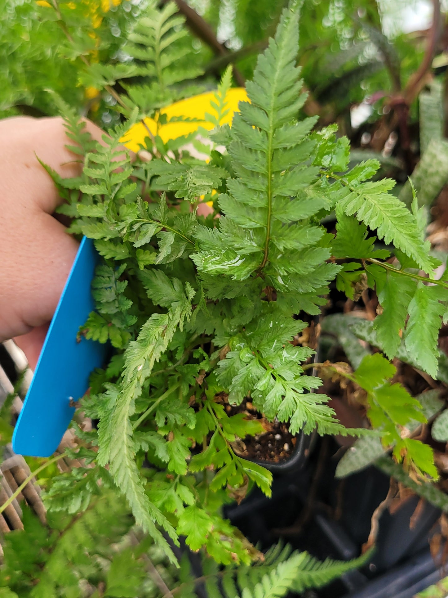 Athyrium filix-femina “Lady Fern”