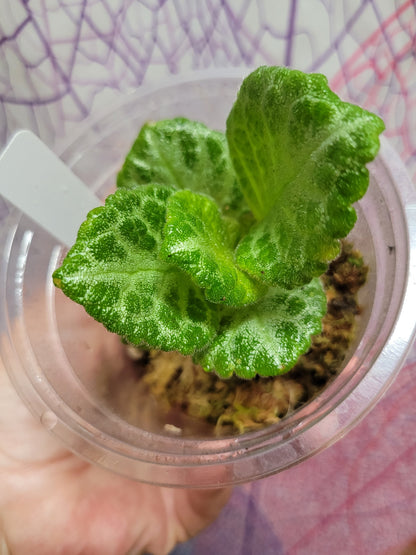 Episcia ‘Faded Jade’
