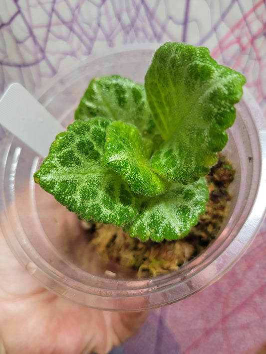 Episcia ‘Faded Jade’