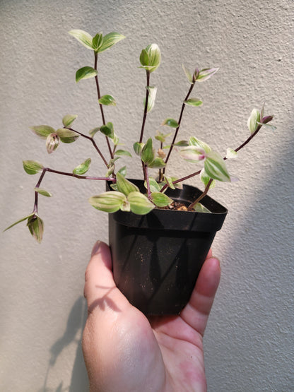 Callisia “Large Leaf Pink Panther”