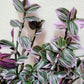 Tradescantia Continental ‘Mini Pink’