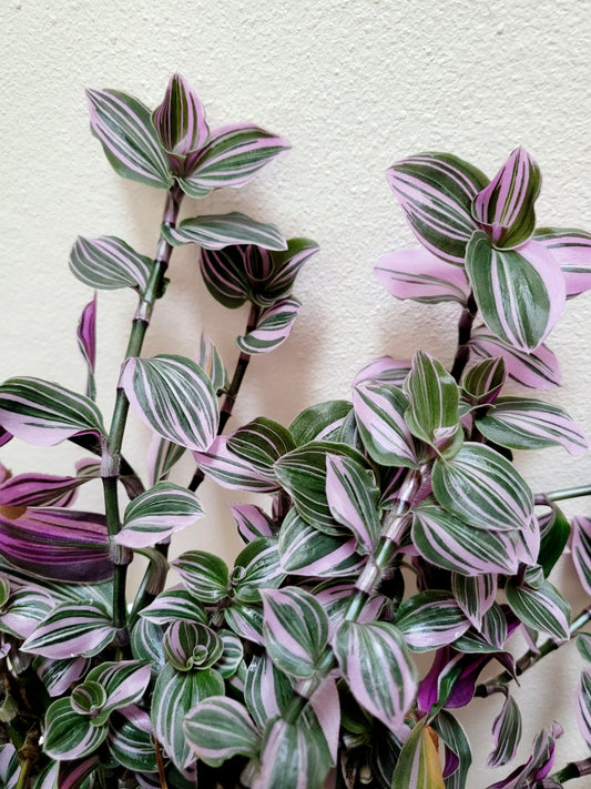 Tradescantia Continental ‘Mini Pink’