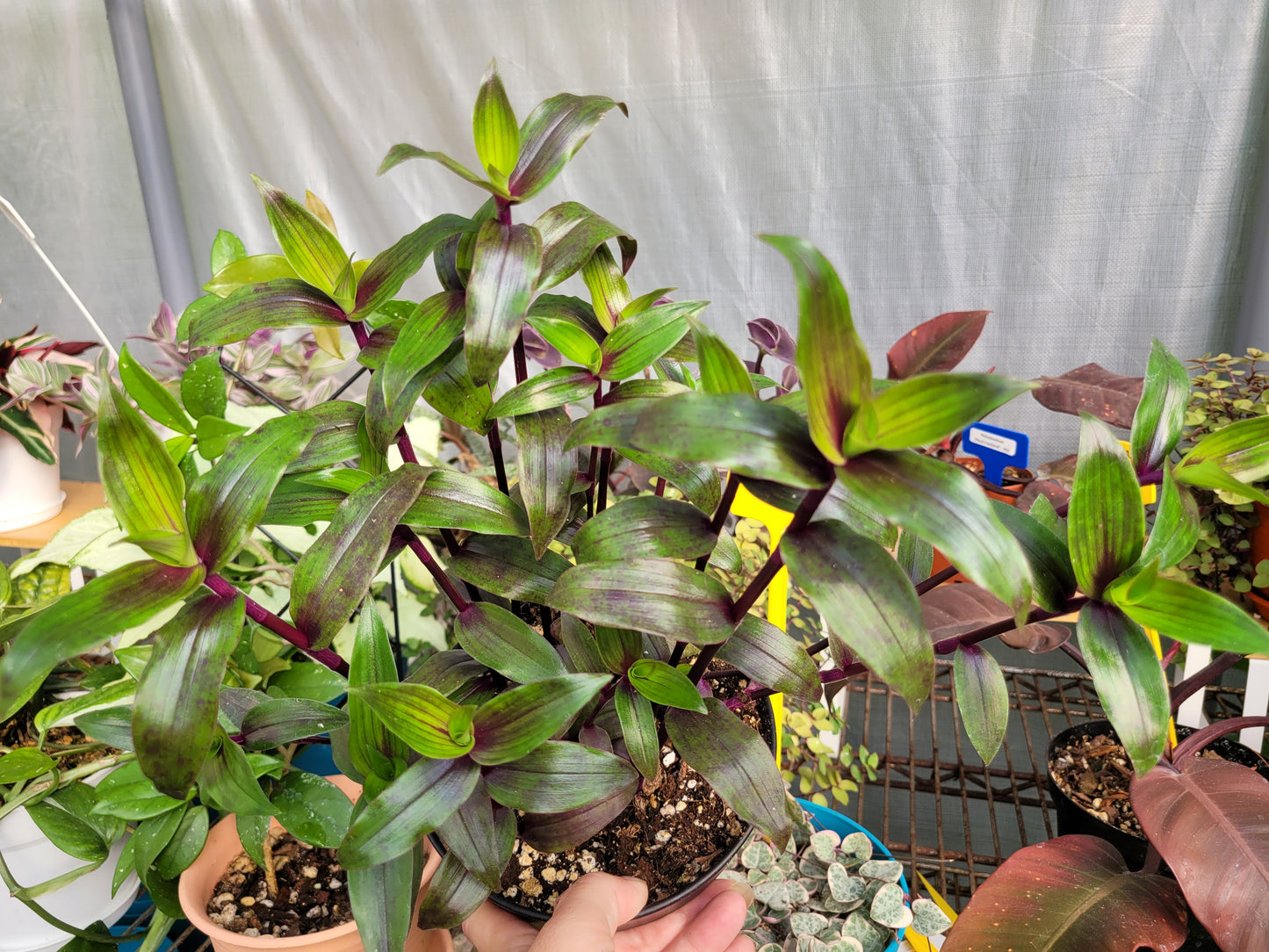 Tripogandra Serrulata ‘Purple Scimitars’