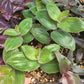 Tradescantia Chrysophylla ‘Baby Bunny Bellies’