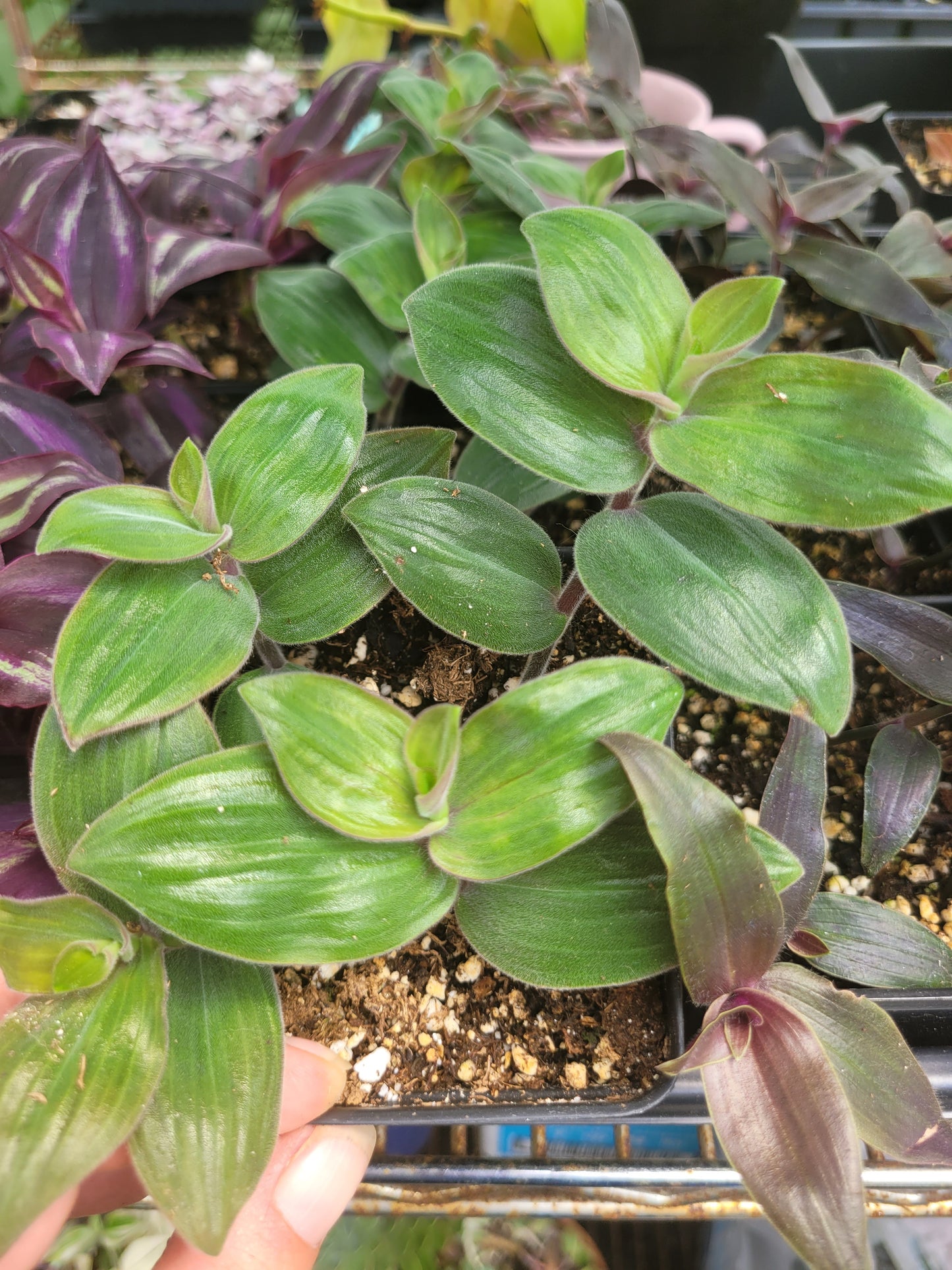 Tradescantia Chrysophylla ‘Baby Bunny Bellies’