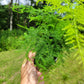 Asparagus setaceus (Asparagus plumosa fern)