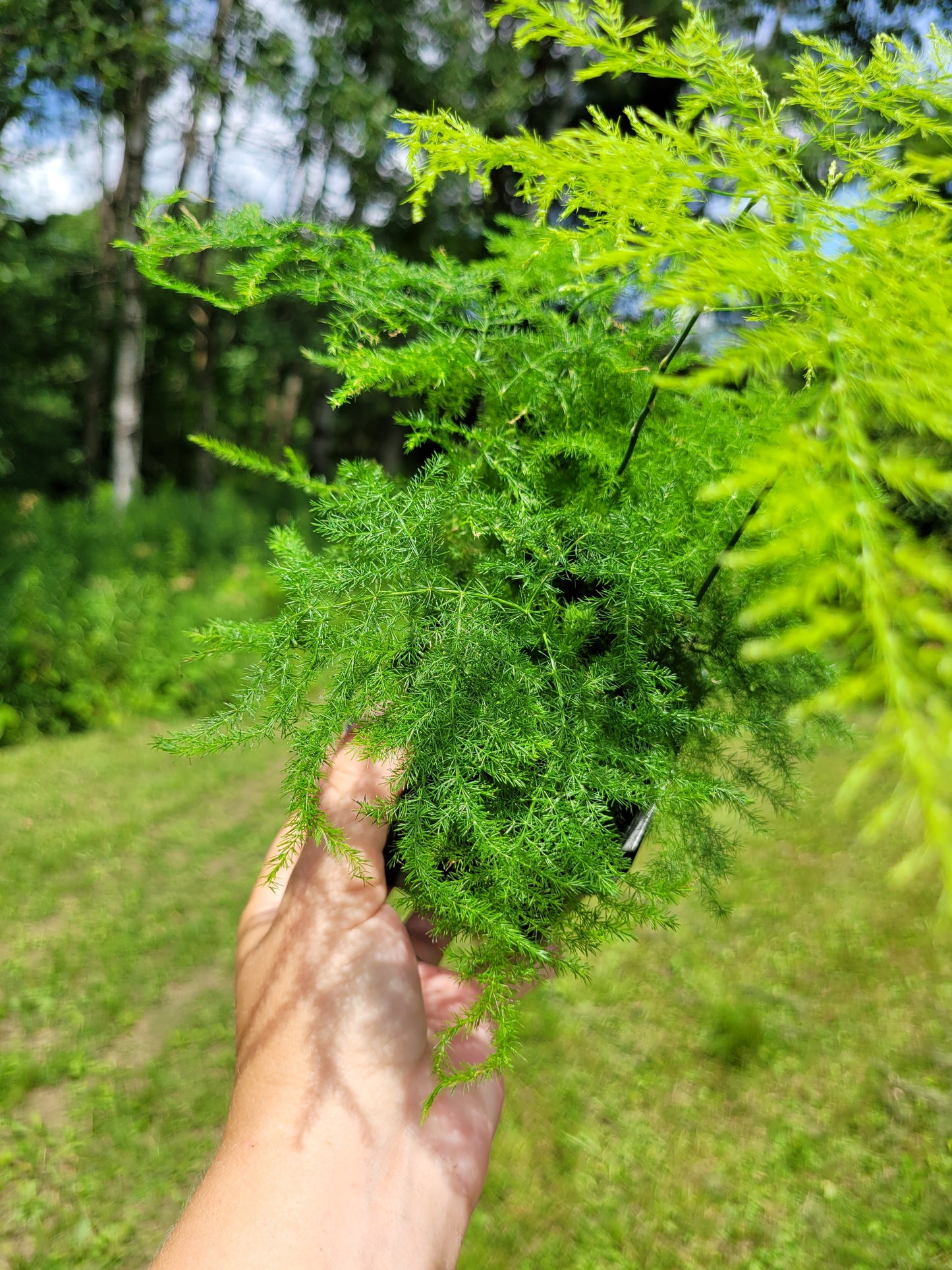 Asparagus setaceus (Asparagus plumosa fern)