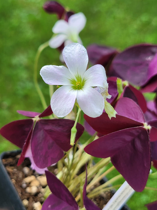 Oxalis triangularis ‘Charmed Wine’