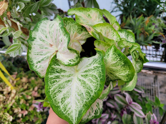 Caladium ‘Diamond White’