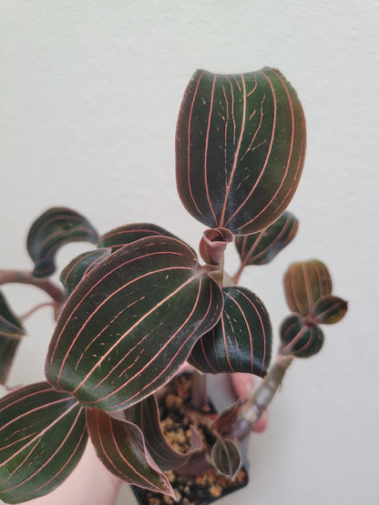 Jewel Orchid ‘Ludisia Discolor’