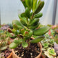 Crassula Ovata E.T. Finger