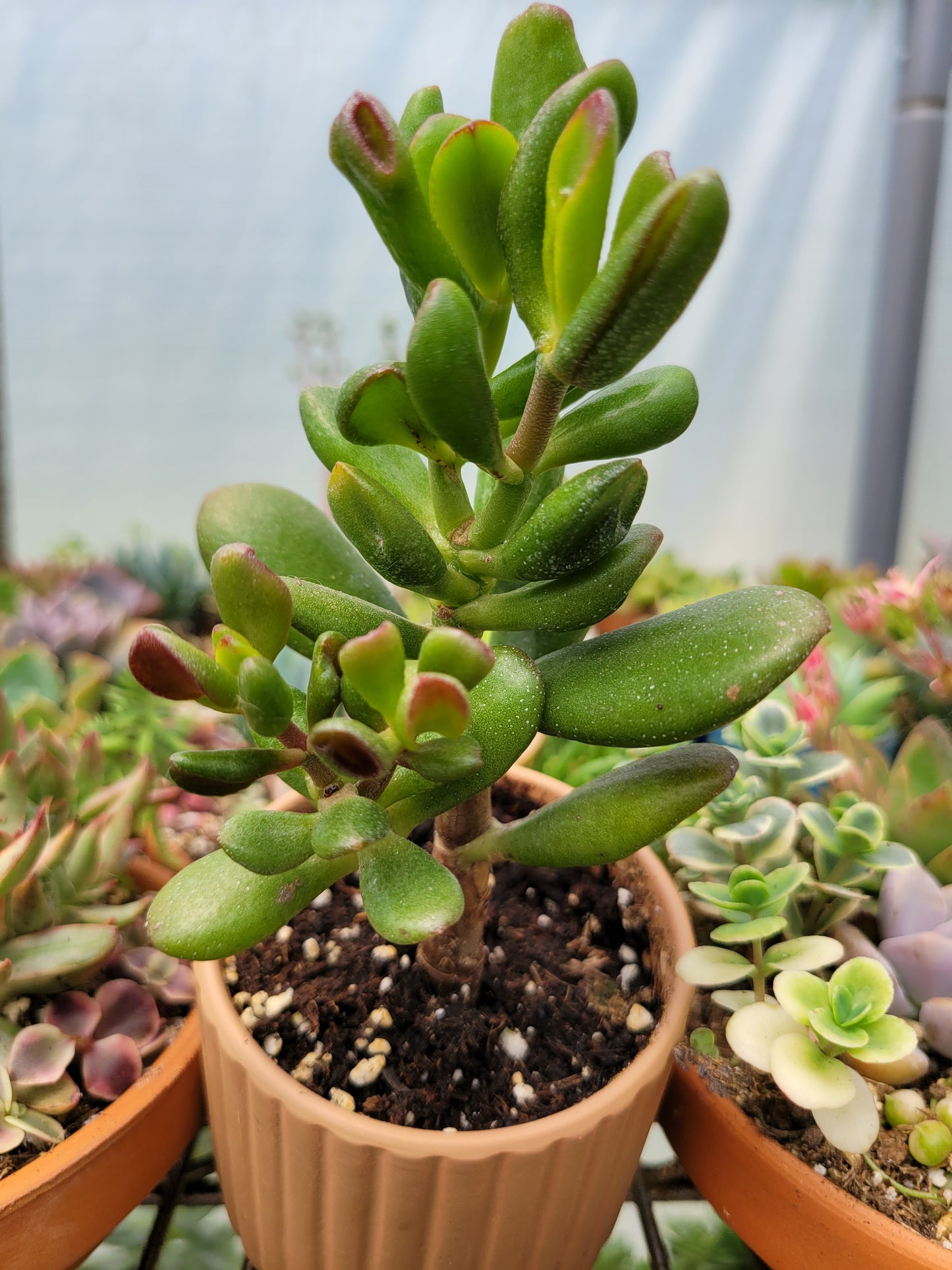 Crassula Ovata E.T. Finger