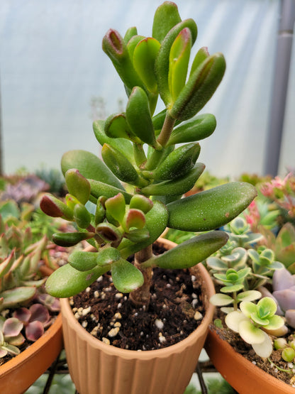 Crassula Ovata E.T. Finger