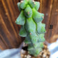 Myrtillocactus geometrizans ‘Fukurokuryuzinboku’ (Boobie Cactus)