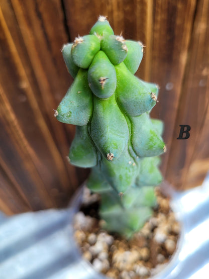 Myrtillocactus geometrizans ‘Fukurokuryuzinboku’ (Boobie Cactus)