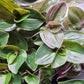 Tradescantia Continental ‘Sweet Tabby’