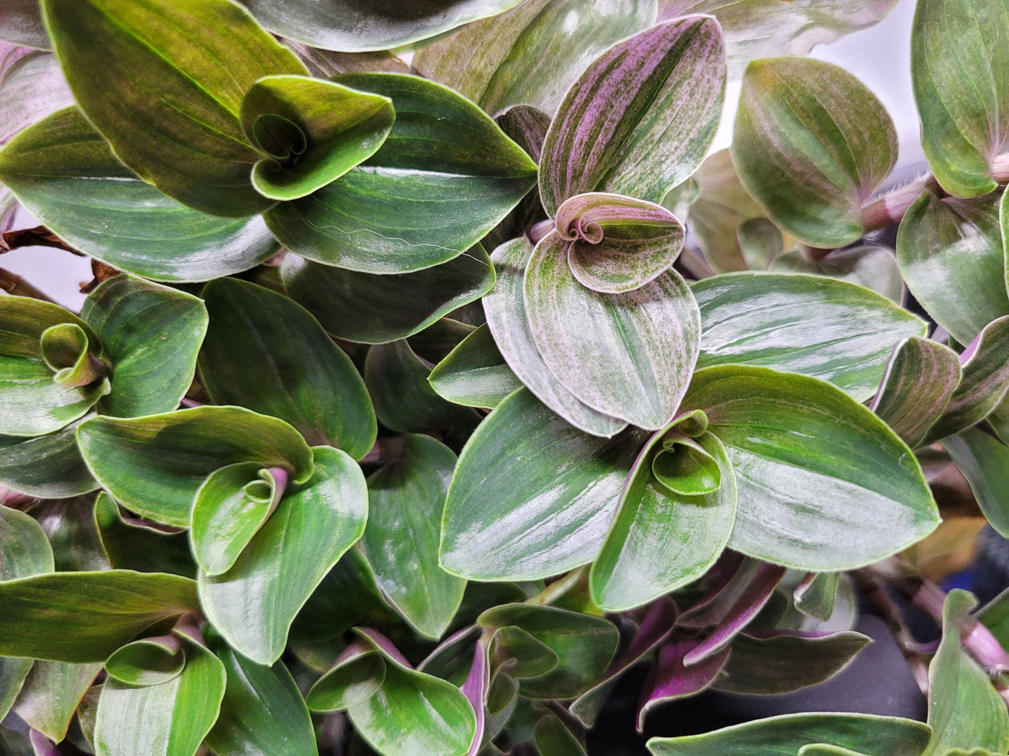 Tradescantia Continental ‘Sweet Tabby’