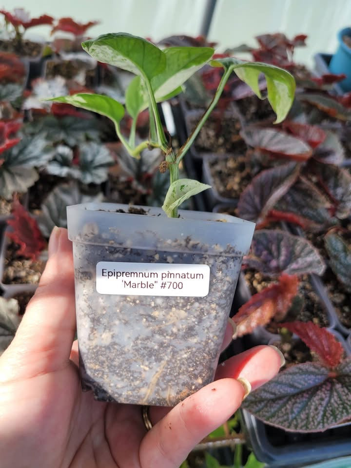 Epipremnum pinnatum ‘Marble’