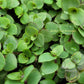 CALLISIA REPENS BUNDLES