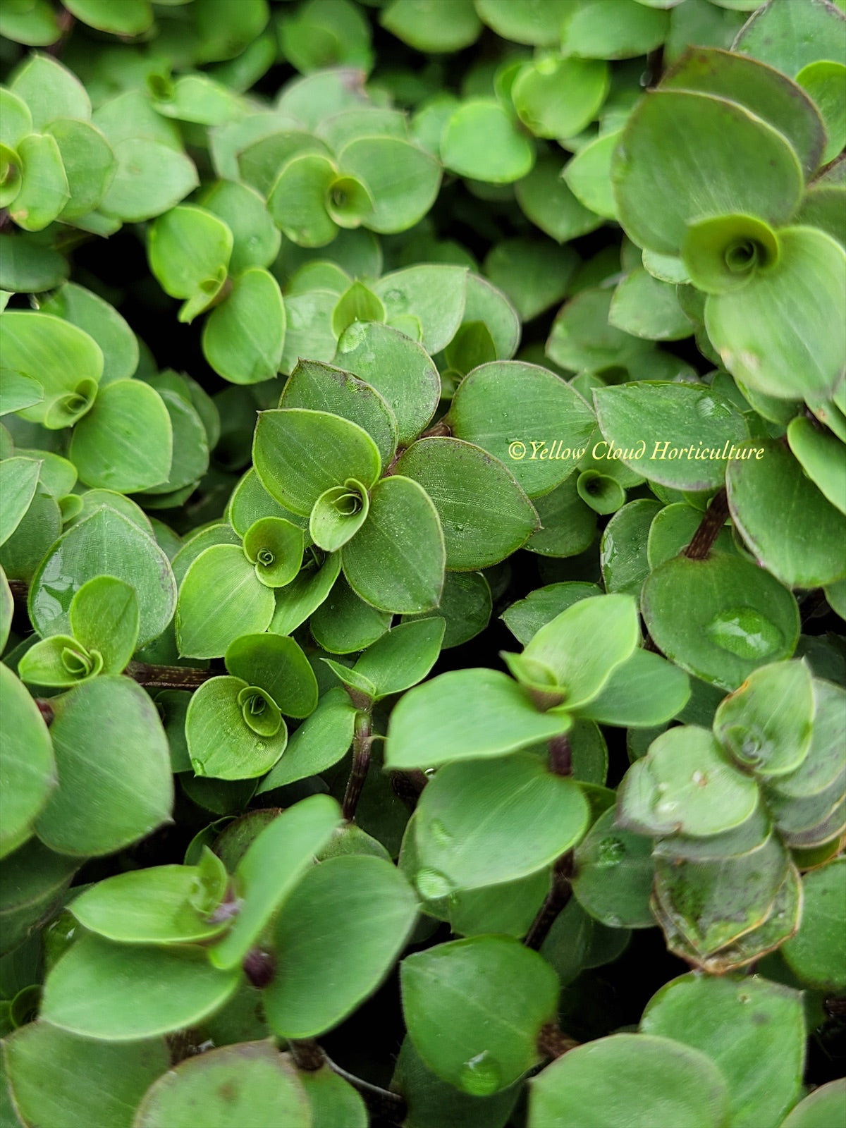 CALLISIA REPENS BUNDLES