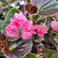 Begonia x semperflorens-cultorum ‘Double Lady Francis Pink’ (Wax Begonia)