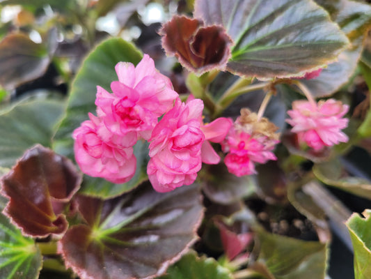 Begonia x semperflorens-cultorum ‘Double Lady Francis Pink’ (Wax Begonia)