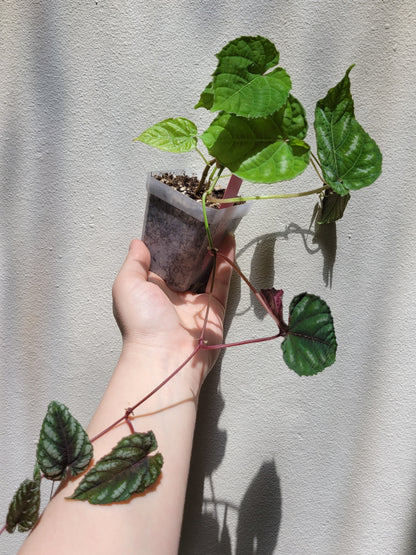 Cissus ‘Discolor’