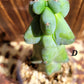 Myrtillocactus geometrizans ‘Fukurokuryuzinboku’ (Boobie Cactus)